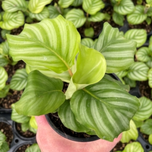 Calathea orbifolia -祈祷植物(4.5″花盆)